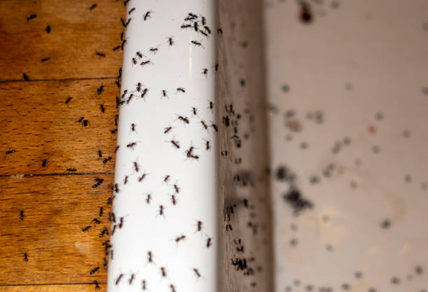 Best Local Pest Control Services  in Lansdowne, MD